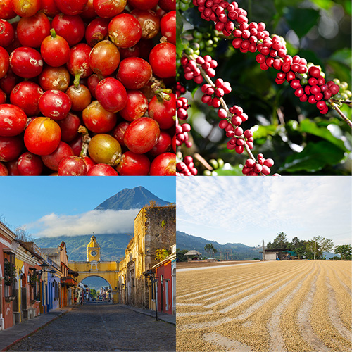 Neukunden Probierpaket 4 x 500g - Sortenrein